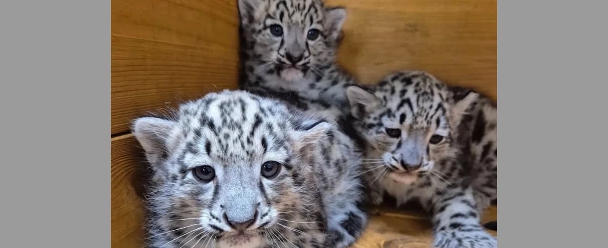 W stołecznym ZOO powiększyła się rodzina irbisów śnieżnych