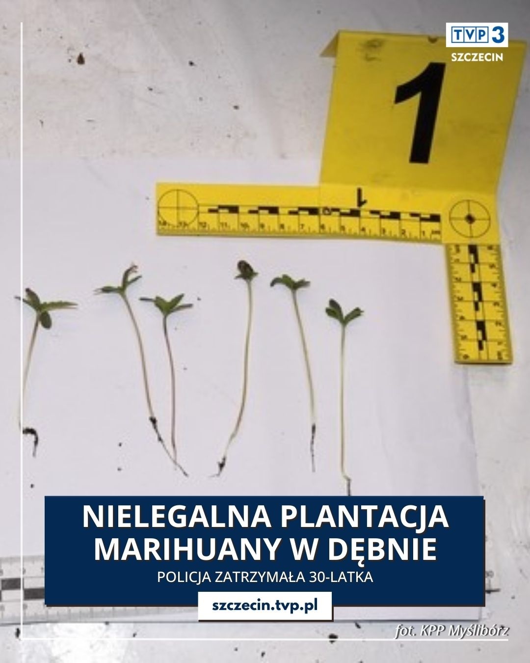 Nielegalna plantacja marihuany w Dębnie. Policja zatrzymała 30-latka