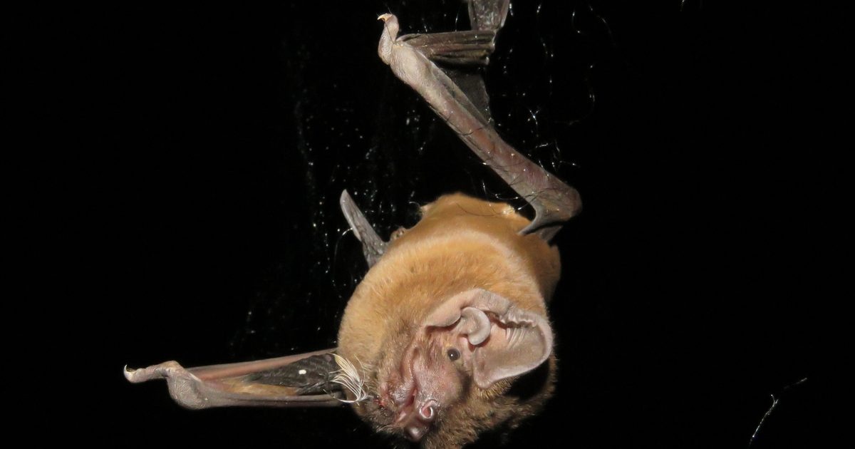 Wielkie odkrycie po 25 latach badań. Naukowcy rozwikłali zagadkę największego nietoperza Europy