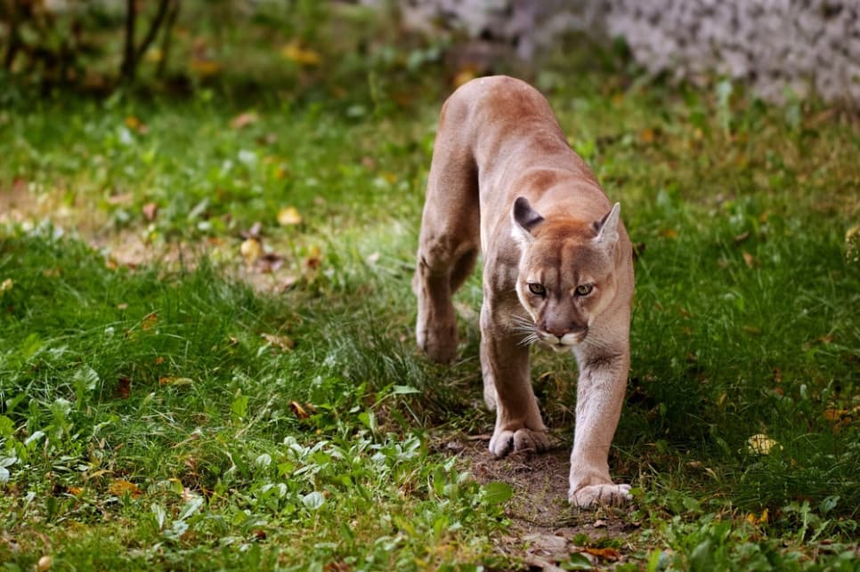 Puma w gminie Jedwabne? Ostrzeżenie dla mieszkańców