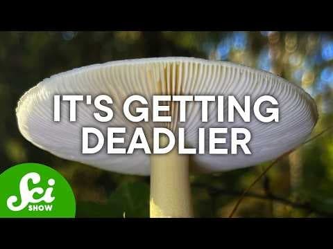 The World's Deadliest Mushroom is Getting Deadlier [EN]