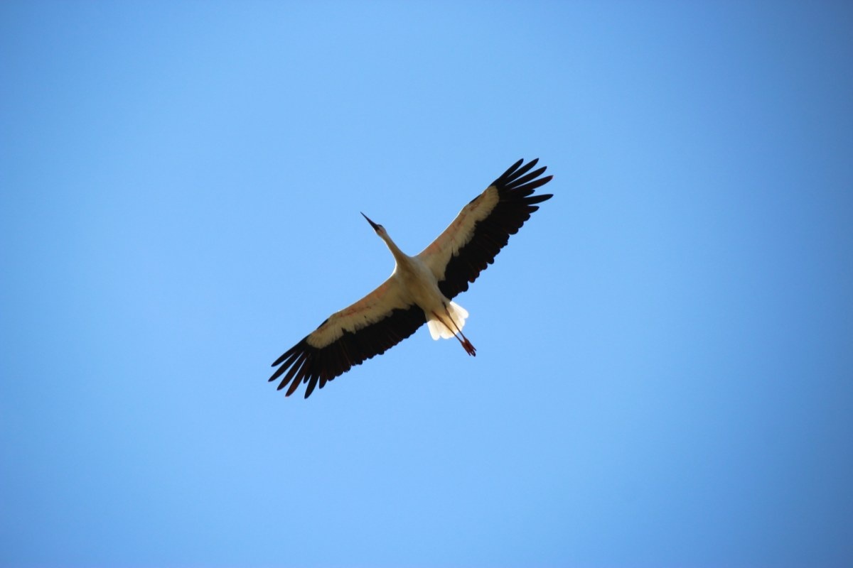 Bocian Krutek wraca do Polski. Słynny ptak jest już w Europie