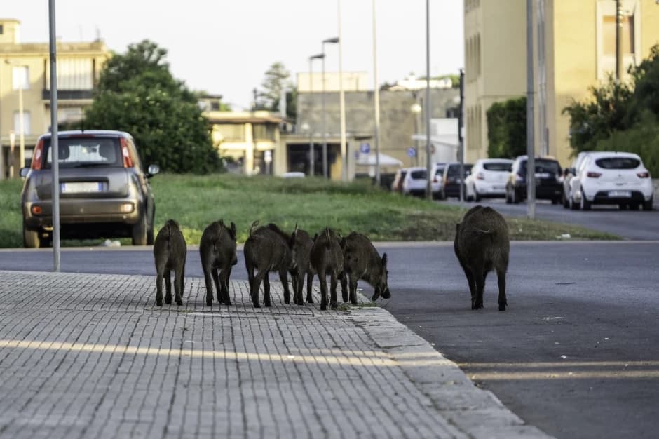 340 kolizji z dzikami w rok. Warszawa dopuściła ich odstrzał bez limitu