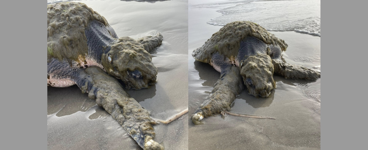 Znaleźli dziwnie wyglądające zwierzę. To jeden z najrzadszych żółwi świata