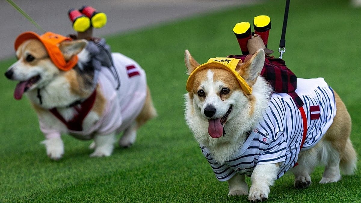 Wideo. Corgi ścigają się, szczekają i przebierają na zawodach w Wilnie