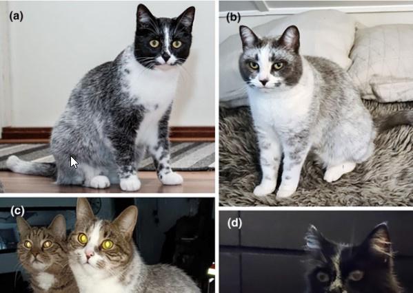 W wyniku mutacji genetycznej w Finlandii pojawiły się koty o nowym umaszczeniu. Jak wyglądają „salmiaki”?