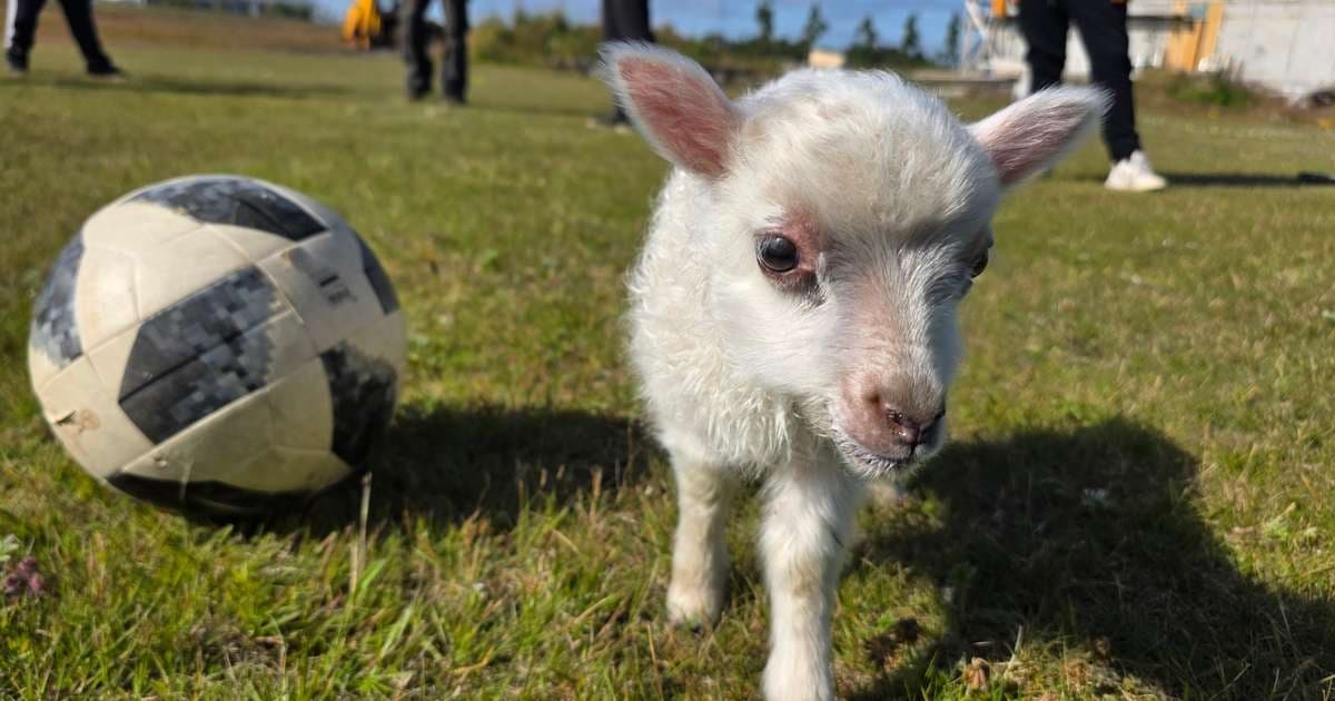 Bezdomny baranek Messi znalazł dom w szkole w Helli
