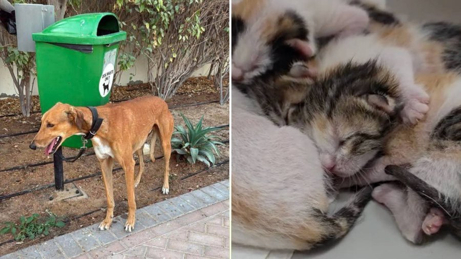 Dubaj: uciekający influencerzy i bogaci turyści zostawili tysiące zwierząt