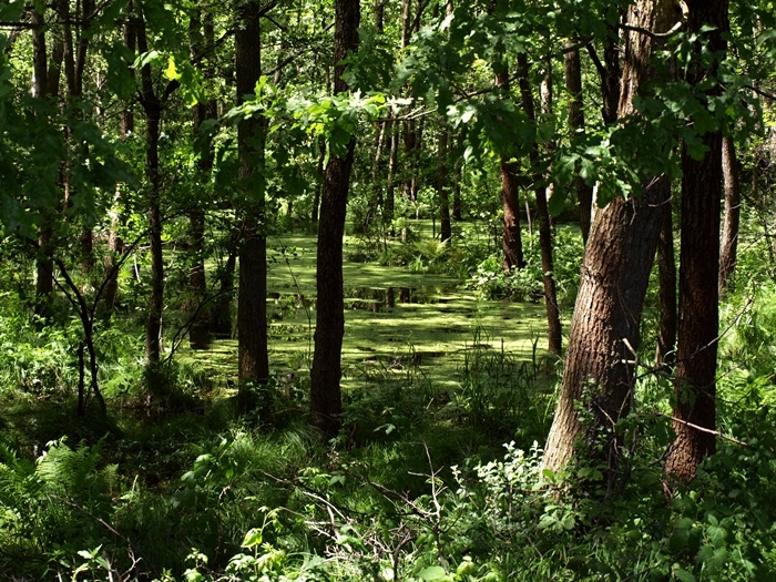 Puszcza Niepołomicka - Historia