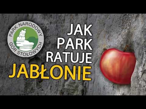 Najpiękniejszy sad w kraju! 🍎 i ciekawostki o jabłkch