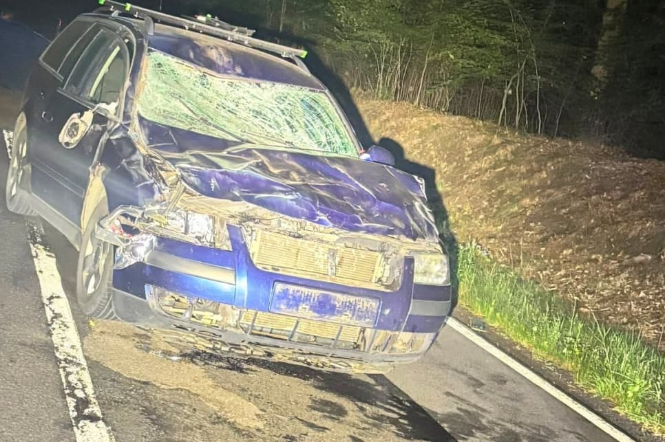 Żubr wbiegł pod auto. Kierowca cały, zwierzę nie przeżyło
