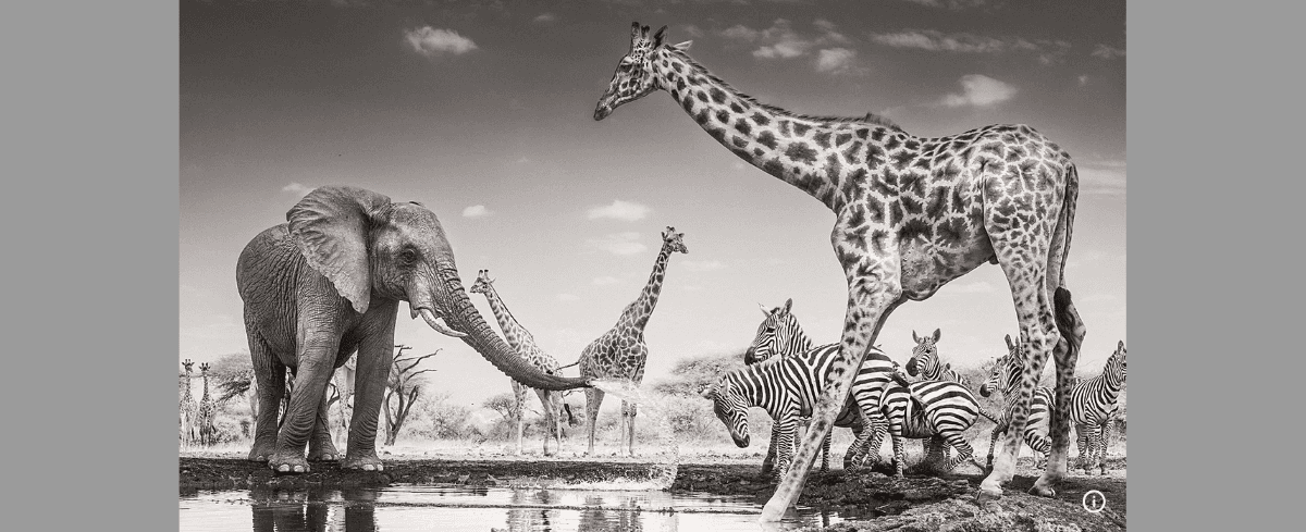Poruszające słonie i sprytne kojoty: Wildlife Photographer 2026 w zdjęciach