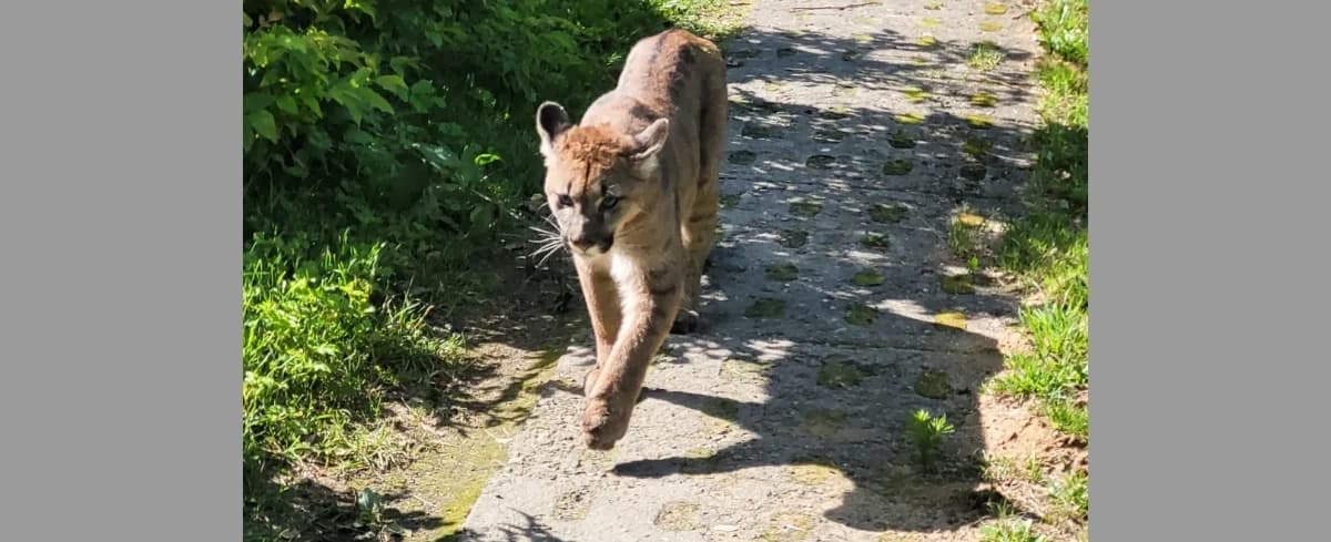 Puma na wolności w zachodniopomorskiej gminie. Mieszkańcy proszeni o niewchodzenie do lasów