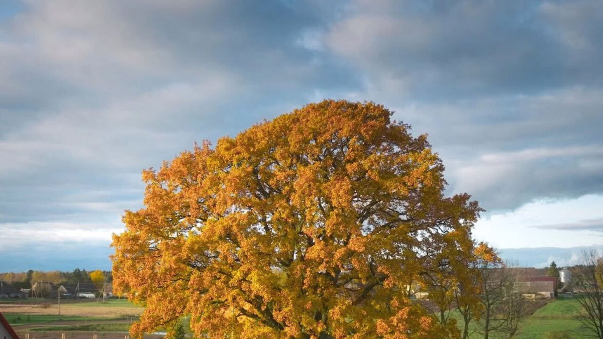 Europejskie drzewo roku: zwyciężył litewski dąb z wioski Rukai na Żmudzi. Polska bez 5 zwycięstwa z rzędu