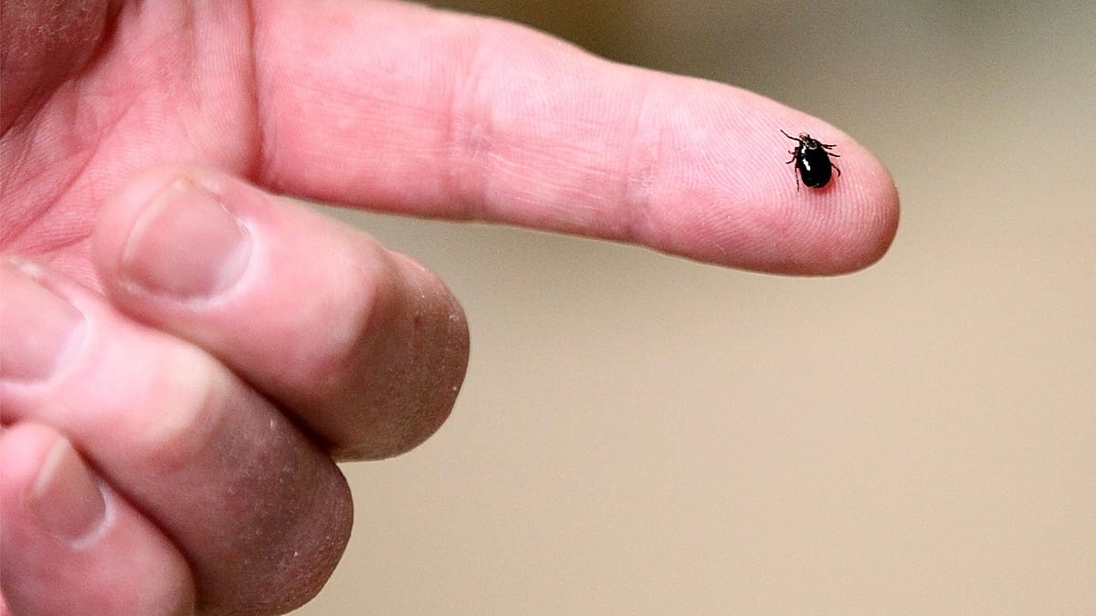 Szczepionka Pfizera i Valnevy przeciw boreliozie skuteczna w 70% w badaniu klinicznym