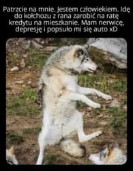 #heheszki #memy