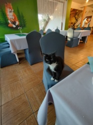 Śniadanie w doborowym towarzystwie :grinning: #koty #koteczkizprzypadku