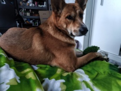 Psy to jednak mają działanie terapeutyczne. Przyjechałem do domu rodzinnego i od tygodnia przez większość czasu towarzyszy mi suczka cioci. Nawet kilkukrotnie spała ze mną w łóżku przez całą noc. Aż sam byłem zaskoczony, bo jednak zobaczyłem ją po raz trzeci w życiu. Przypomniałem