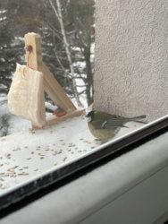 Wy się śmiejecie z mojego karmnika a pierwszy klient już przyszedł.\ \ #dokarmianieptakow #diy #ptaki