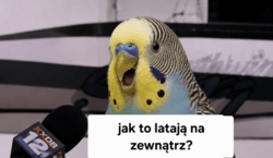 #memy #heheszki #wywiadzptakiem