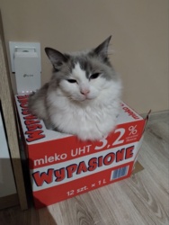 Duża dawka mojej chodzącej fabryki sierści. #koty #pokazkota