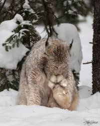 Kot z wielkimi st00pkami :feet: Ryś kanadyjski (Lynx canadensis) ma latem krótkie, rudobrązowe futro, przed zimą jednak zmienia je na dłuższe i bardziej szare. Kiedy jest w zimowej szacie, uwagę zwracają szczególnie jego puszyste łapy, które w stosunku do rozmiarów jego ciała mają