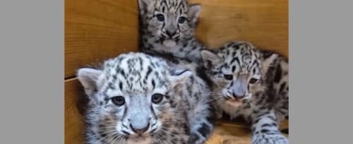 W stołecznym ZOO powiększyła się rodzina irbisów śnieżnych