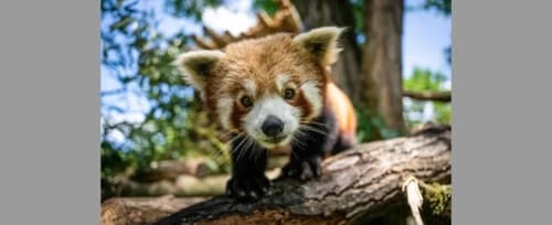Zoo w Gdańsku ma nowego lokatora. To młody samiec pandki rudej