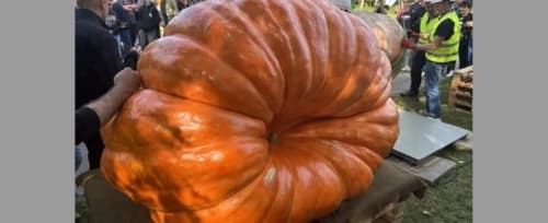 Ta dynia waży 918 kilogramów. Padł nowy rekord Polski