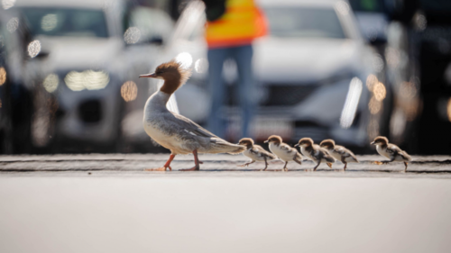Pierwsza rodzina nurogęsi już nad Wisłą. Matka z pisklakami pokonały ruchliwą ulicę Czerniakowską