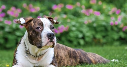Poznań: Amstaff u weterynarza pogryzł kobietę i zabił psa, właściciel uciekł