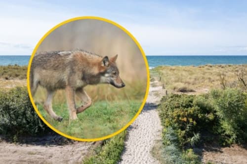 Dania: Wilki pojawiły się w pobliżu domków letniskowych
