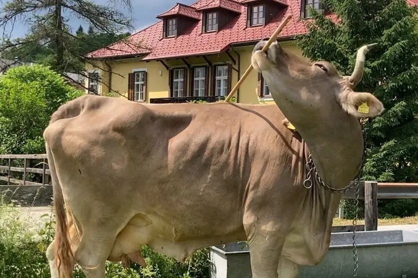 Krowa nauczyła się używać szczotki jako narzędzia.