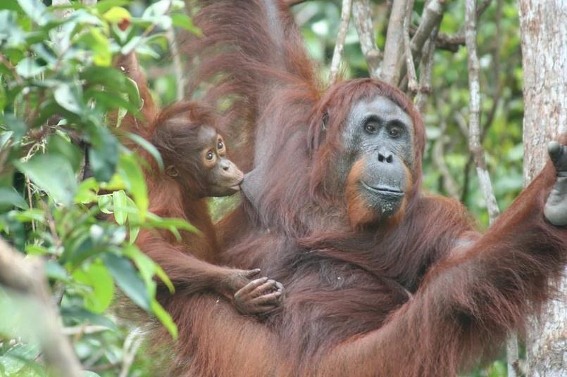 Orangutan leczył sam swoją ranę. Pierwsza taka obserwacja w historii