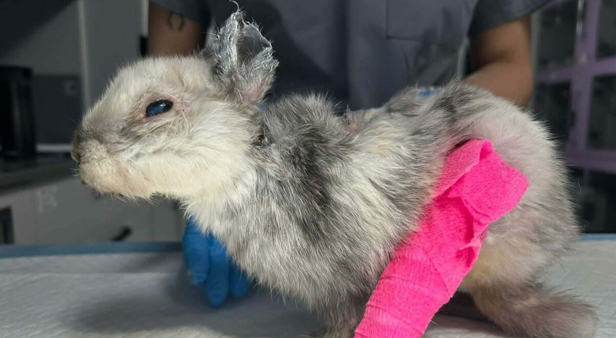 Króliczek Marcyś przeżył piekło. Obcięte uszy i odparzenia