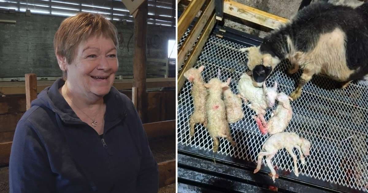 Owcze sześcioraczki na dwóch farmach we wschodniej Islandii