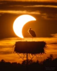 Zdjecie z ostatniego zaćmienia wykonane przez Włodzimierza Bubaka. #astronomia #ptaki #fotografia