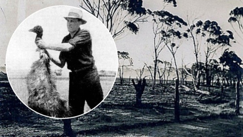 Dlaczego Australijczycy wysłali wojsko przeciwko Emu... i przegrali?