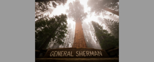 Gigant wśród drzew. Cięższy od siedmiu płetwali błękitnych