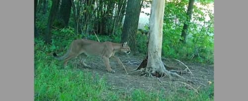 Puma grasuje na Dolnym Śląsku. Pilny apel do mieszkańców